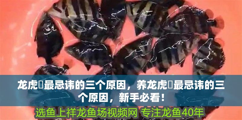 龍虎魟最忌諱的三個原因，養龍虎魟最忌諱的三個原因，新手必看！