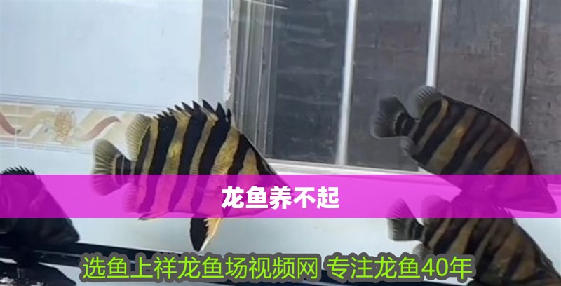 龍魚(yú)養(yǎng)不起