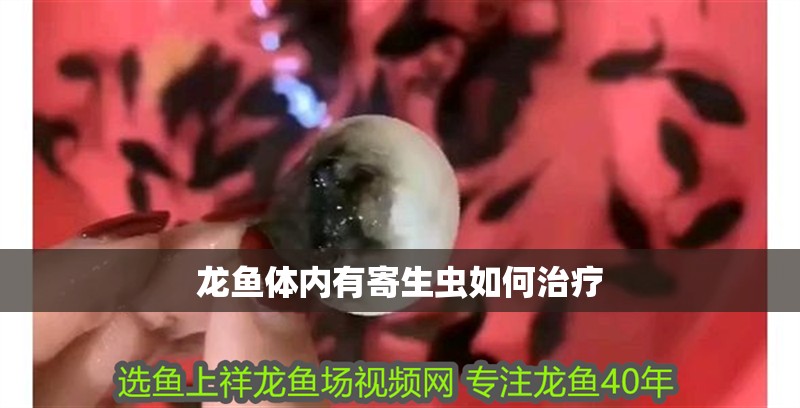 龍魚體內(nèi)有寄生蟲如何治療