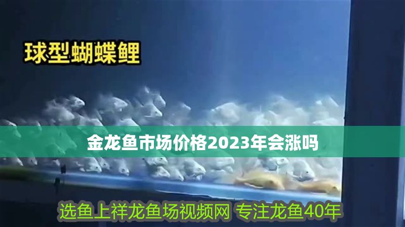 金龍魚市場價格2023年會漲嗎