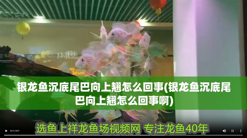 銀龍魚沉底尾巴向上翹怎么回事(銀龍魚沉底尾巴向上翹怎么回事啊)