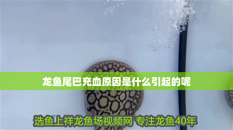 龍魚尾巴充血原因是什么引起的呢 龍魚尾巴充血原因是什么引起的呢 龍魚百科