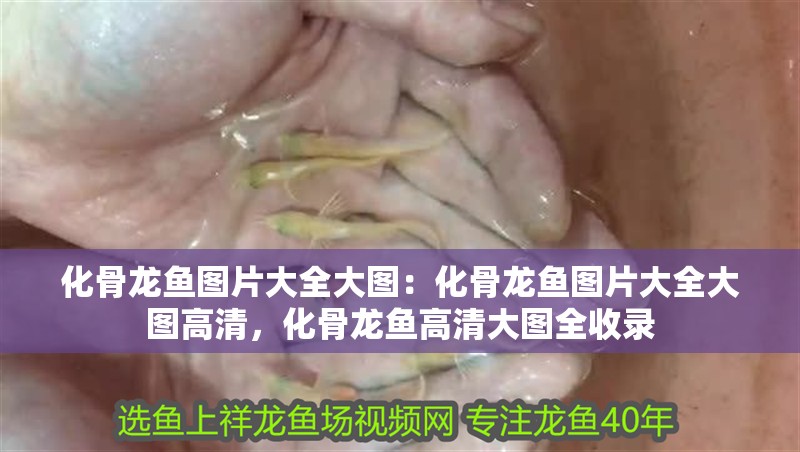 化骨龍魚圖片大全大圖：化骨龍魚圖片大全大圖高清，化骨龍魚高清大圖全收錄