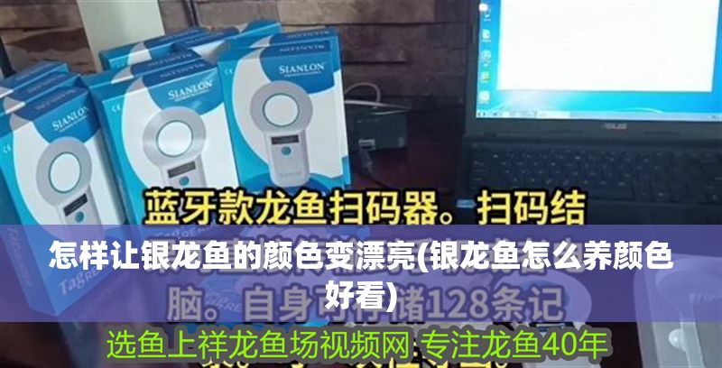 怎樣讓銀龍魚的顏色變漂亮(銀龍魚怎么養顏色好看)