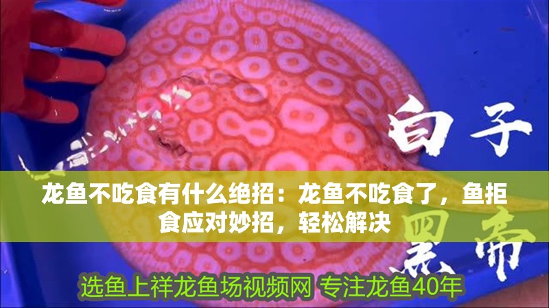 龍魚不吃食有什么絕招：龍魚不吃食了，魚拒食應對妙招，輕松解決