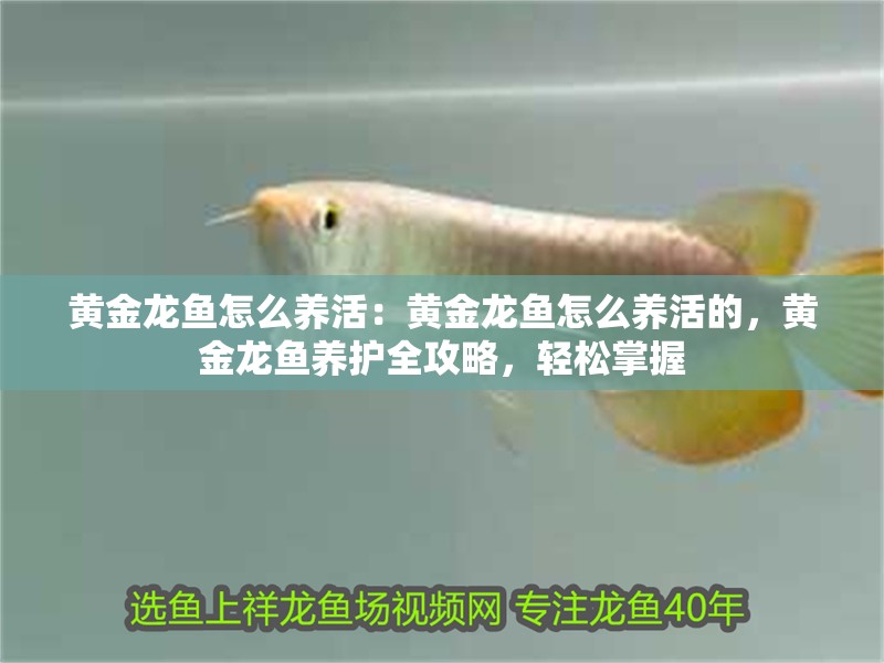 黃金龍魚怎么養活：黃金龍魚怎么養活的，黃金龍魚養護全攻略，輕松掌握