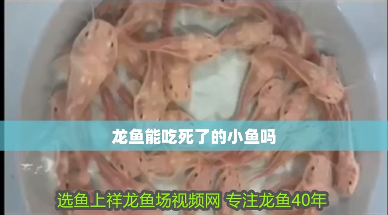 龍魚能吃死了的小魚嗎