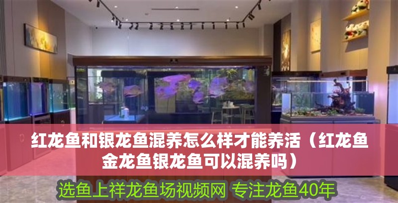 紅龍魚和銀龍魚混養(yǎng)怎么樣才能養(yǎng)活（紅龍魚金龍魚銀龍魚可以混養(yǎng)嗎） 紅龍魚和銀龍魚混養(yǎng)怎么樣才能養(yǎng)活（紅龍魚金龍魚銀龍魚可以混養(yǎng)嗎） 銀龍魚百科