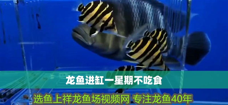 龍魚進缸一星期不吃食