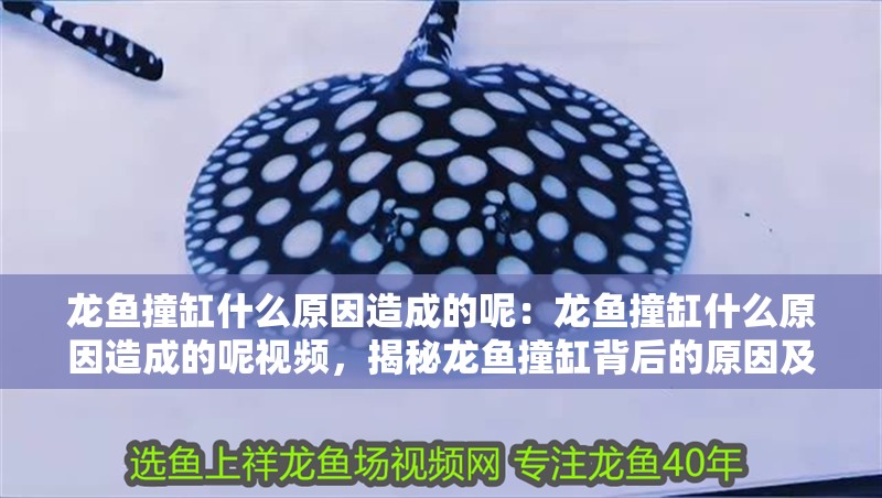 龍魚撞缸什么原因造成的呢：龍魚撞缸什么原因造成的呢視頻，揭秘龍魚撞缸背后的原因及視頻