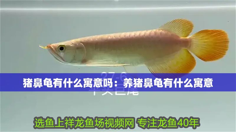 豬鼻龜有什么寓意嗎：養豬鼻龜有什么寓意