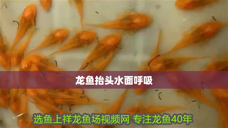 龍魚抬頭水面呼吸