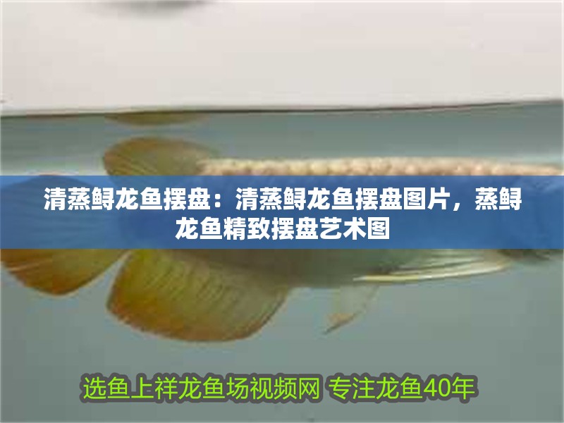 清蒸鱘龍魚擺盤：清蒸鱘龍魚擺盤圖片，蒸鱘龍魚精致擺盤藝術圖