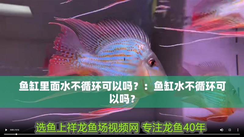 魚缸里面水不循環可以嗎？：魚缸水不循環可以嗎？