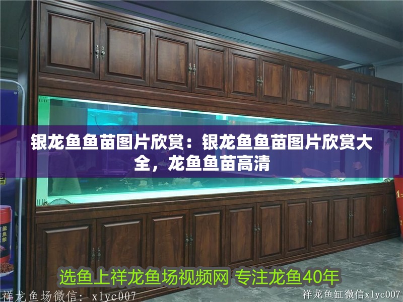 銀龍魚魚苗圖片欣賞：銀龍魚魚苗圖片欣賞大全，龍魚魚苗高清