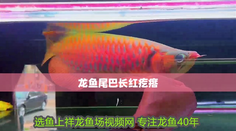 龍魚尾巴長紅疙瘩