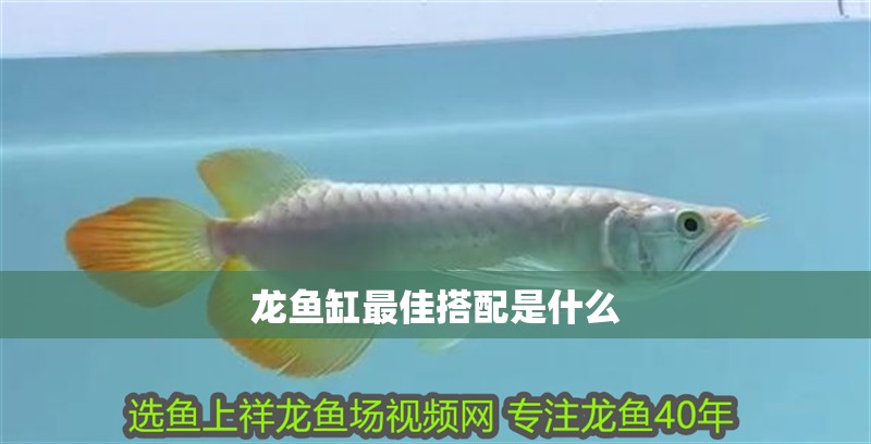 龍魚缸最佳搭配是什么 龍魚缸最佳搭配是什么 龍魚百科
