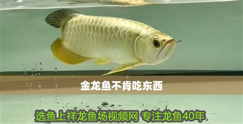 金龍魚不肯吃東西