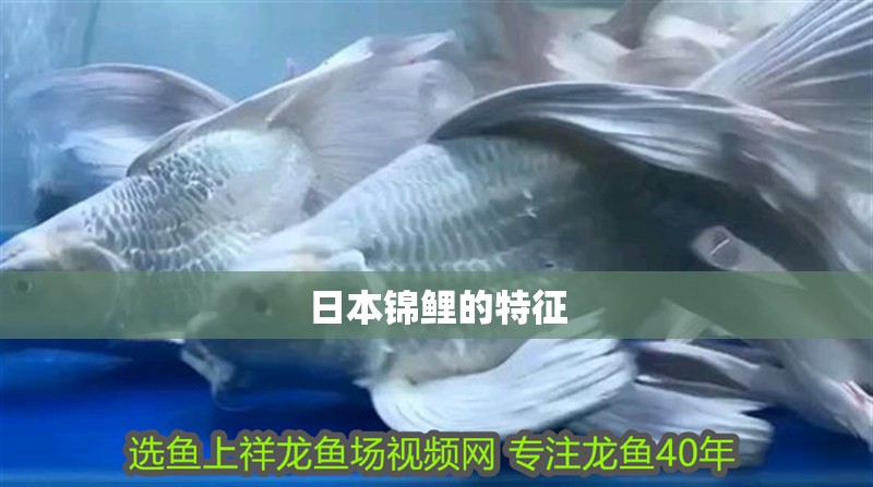 魚缸用增氧泵價格是多少:魚缸增氧機-xtrac增氧機-xtrac增氧機 日本錦鯉的特征 龍魚論壇 日本錦鯉的特征 日本錦鯉的特征 龍魚論壇