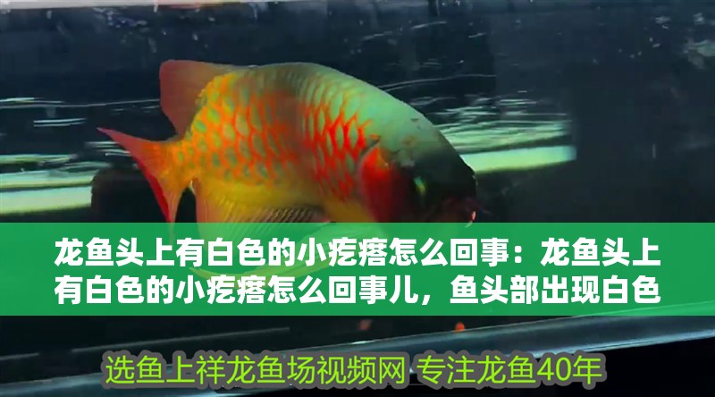 龍魚頭上有白色的小疙瘩怎么回事：龍魚頭上有白色的小疙瘩怎么回事兒，魚頭部出現白色小