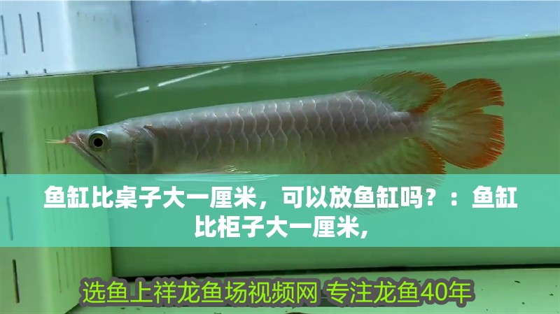 魚缸比桌子大一厘米，可以放魚缸嗎？：魚缸比柜子大一厘米, 魚缸比桌子大一厘米，可以放魚缸嗎？：魚缸比柜子大一厘米, 魚缸百科