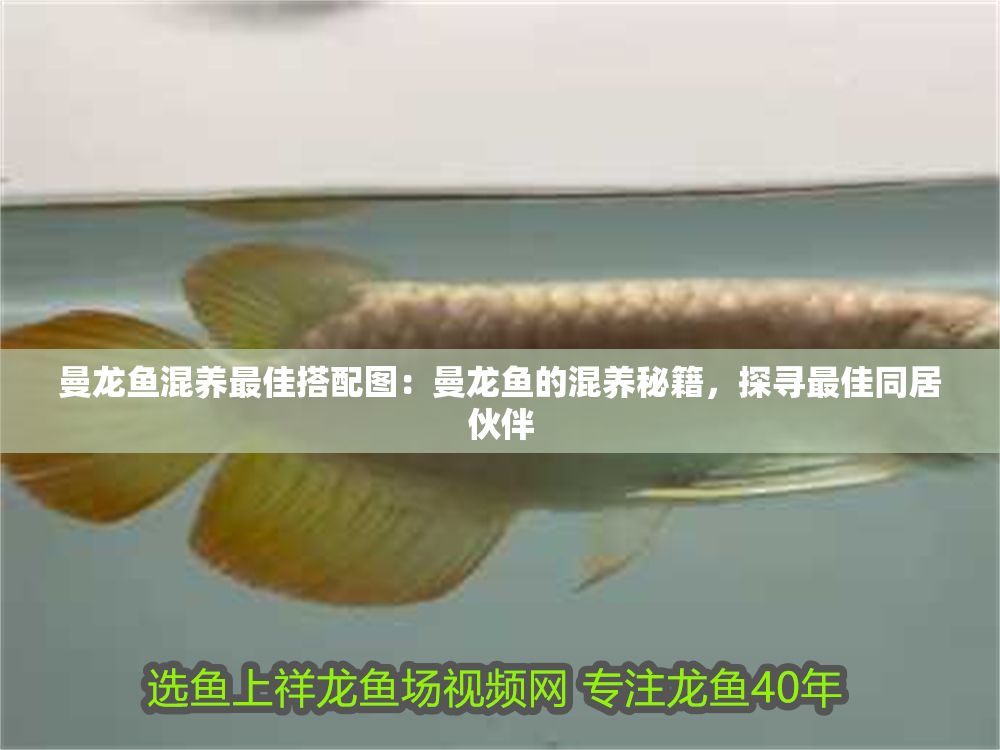 詳細閱讀:曼龍魚混養最佳搭配圖:曼龍魚的混養秘籍,探尋最佳同居伙伴 曼龍魚混養最佳搭配圖:曼龍魚的混養秘籍,探尋最佳同居伙伴