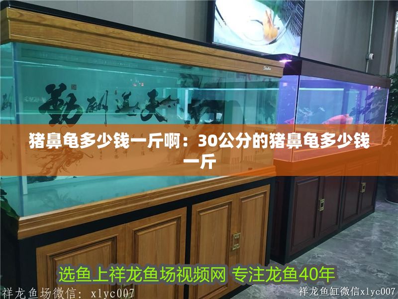 豬鼻龜多少錢一斤啊：30公分的豬鼻龜多少錢一斤