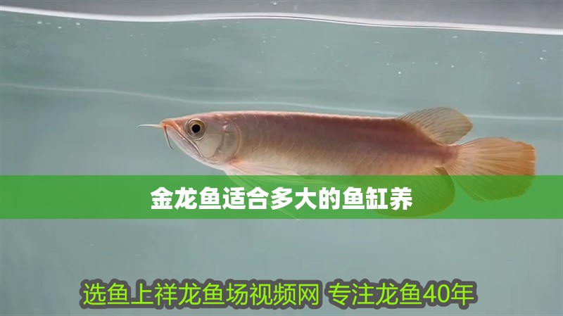 金龍魚適合多大的魚缸養 龍魚百科 金龍魚適合多大的魚缸養 金龍魚適合多大的魚缸養 龍魚百科