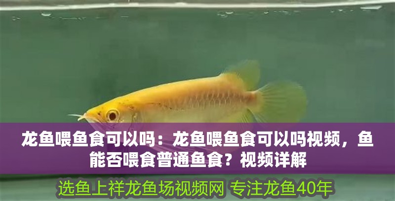 龍魚喂魚食可以嗎：龍魚喂魚食可以嗎視頻，魚能否喂食普通魚食？視頻詳解