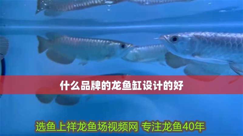 什么品牌的龍魚缸設計的好