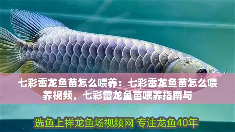 七彩雷龍魚苗怎么喂養：七彩雷龍魚苗怎么喂養視頻，七彩雷龍魚苗喂養指南與