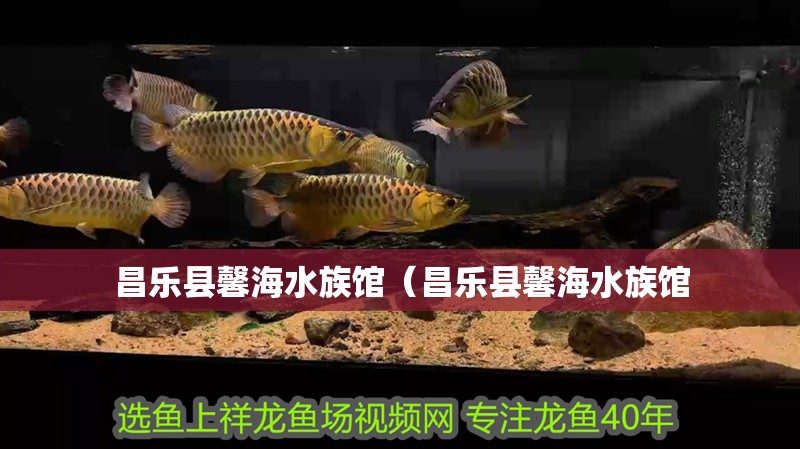 昌樂縣馨海水族館（昌樂縣馨海水族館 昌樂縣馨海水族館（昌樂縣馨海水族館 全國水族館企業(yè)名錄 第2張