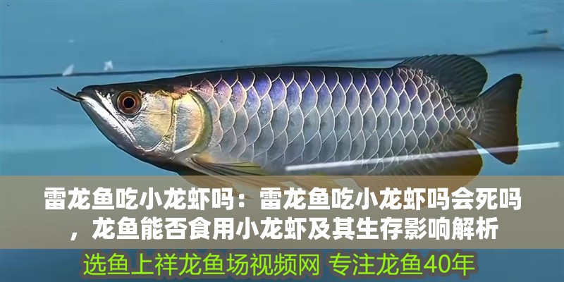 雷龍魚吃小龍蝦嗎：雷龍魚吃小龍蝦嗎會(huì)死嗎，龍魚能否食用小龍蝦及其生存影響解析