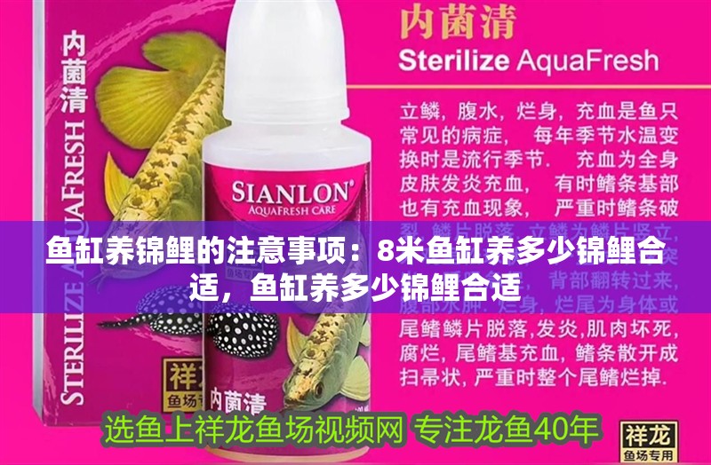 魚缸養錦鯉的注意事項：8米魚缸養多少錦鯉合適，魚缸養多少錦鯉合適 魚缸養錦鯉的注意事項：8米魚缸養多少錦鯉合適，魚缸養多少錦鯉合適 魚缸百科