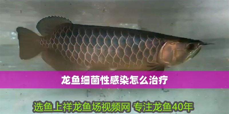 龍魚細菌性感染怎么治療