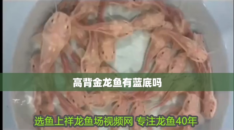 高背金龍魚(yú)有藍(lán)底嗎