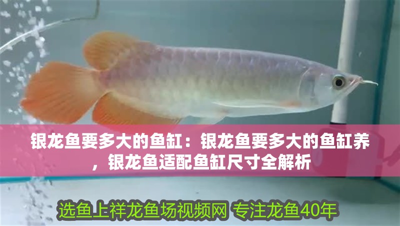 銀龍魚要多大的魚缸：銀龍魚要多大的魚缸養，銀龍魚適配魚缸尺寸全解析 銀龍魚要多大的魚缸：銀龍魚要多大的魚缸養，銀龍魚適配魚缸尺寸全解析 水族問答
