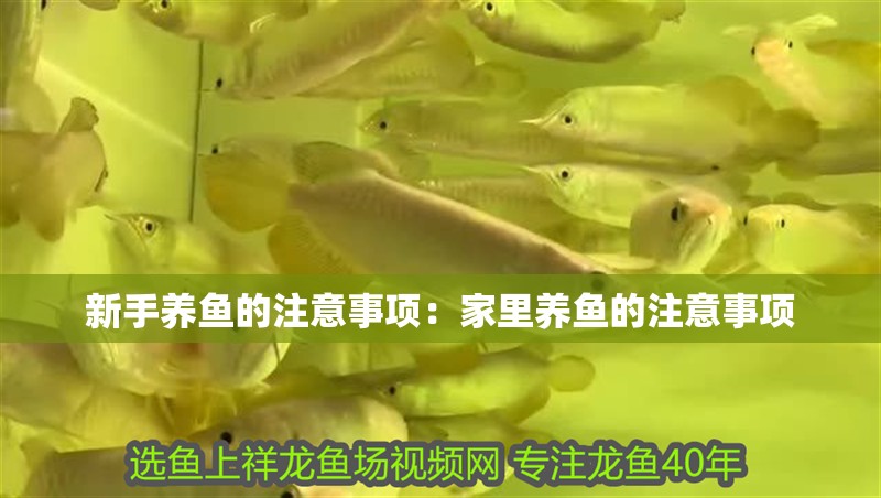 新手養(yǎng)魚的注意事項(xiàng)：家里養(yǎng)魚的注意事項(xiàng)