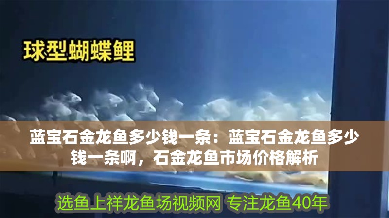 藍寶石金龍魚多少錢一條：藍寶石金龍魚多少錢一條啊，石金龍魚市場價格解析