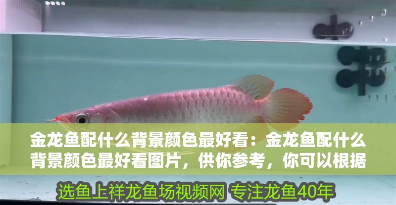 金龍魚配什么背景顏色最好看：金龍魚配什么背景顏色最好看圖片，供你參考，你可以根據(jù)需求進(jìn)行選擇，，驚艷！金龍魚與絕配背景色的視覺盛宴，探尋金龍魚最美背景色，解鎖夢(mèng)幻搭配密碼，金龍魚×最佳背景色，打造水族箱里的璀璨畫卷