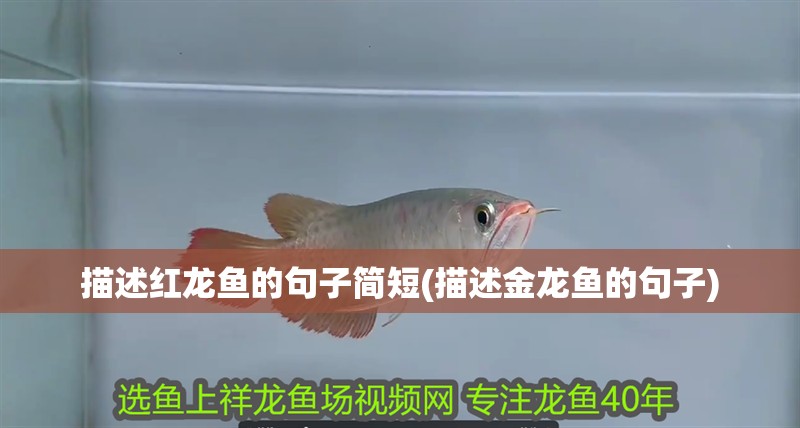 描述紅龍魚的句子簡短(描述金龍魚的句子)