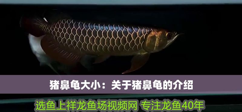 豬鼻龜大小：關于豬鼻龜的介紹 豬鼻龜大小：關于豬鼻龜的介紹 豬鼻龜百科 第1張