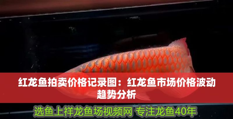 紅龍魚拍賣價格記錄圖：紅龍魚市場價格波動趨勢分析