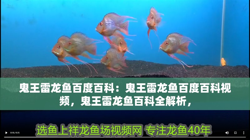 鬼王雷龍魚百度百科：鬼王雷龍魚百度百科視頻，鬼王雷龍魚百科全解析， 鬼王雷龍魚百度百科：鬼王雷龍魚百度百科視頻，鬼王雷龍魚百科全解析， 水族問答