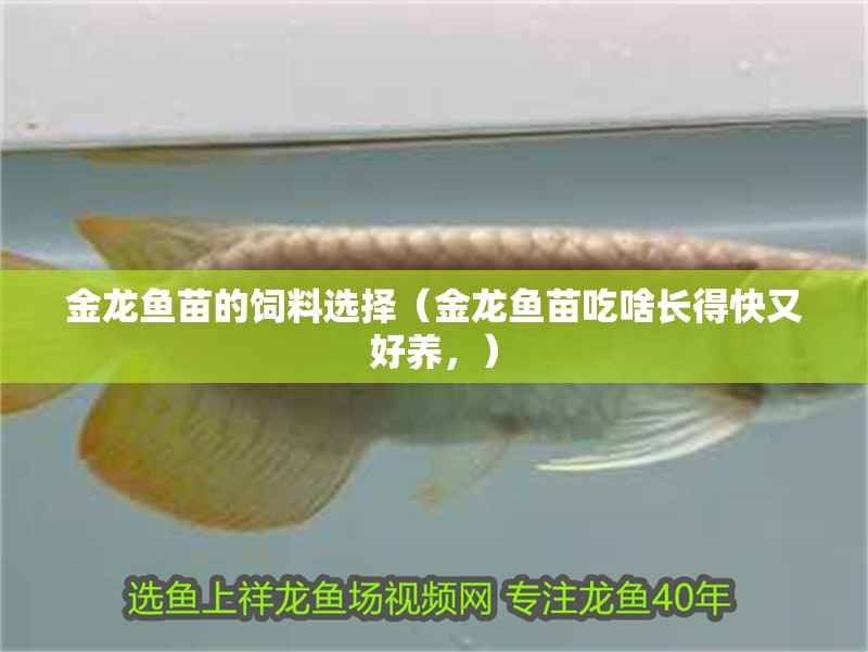 金龍魚苗的飼料選擇（金龍魚苗吃啥長得快又好養，）