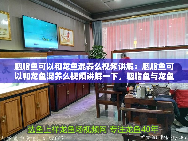 胭脂魚可以和龍魚混養么視頻講解：胭脂魚可以和龍魚混養么視頻講解一下，胭脂魚與龍魚能否混養？視頻詳細講解