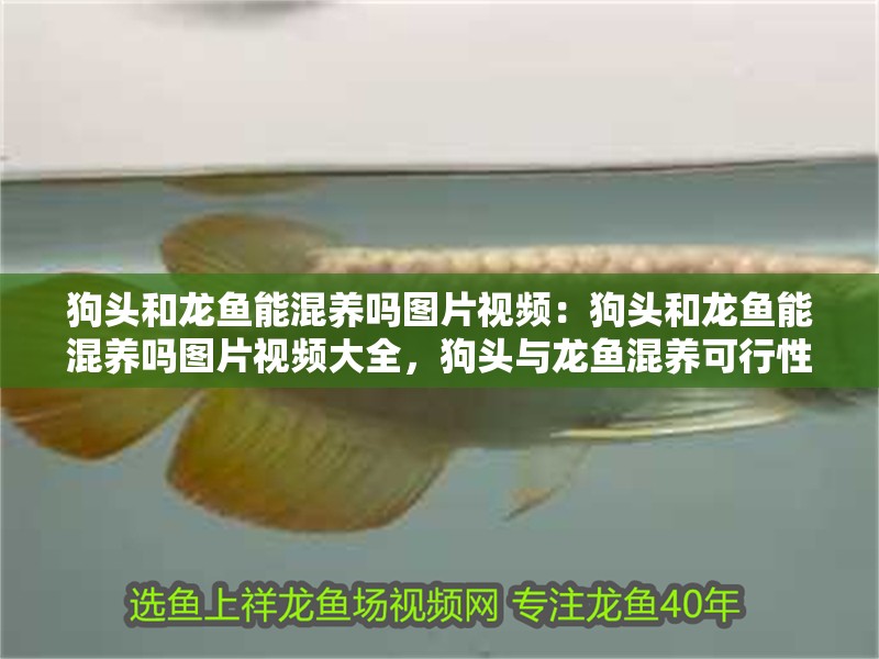 狗頭和龍魚能混養嗎圖片視頻：狗頭和龍魚能混養嗎圖片視頻大全，狗頭與龍魚混養可行性全解析，圖片視頻大全