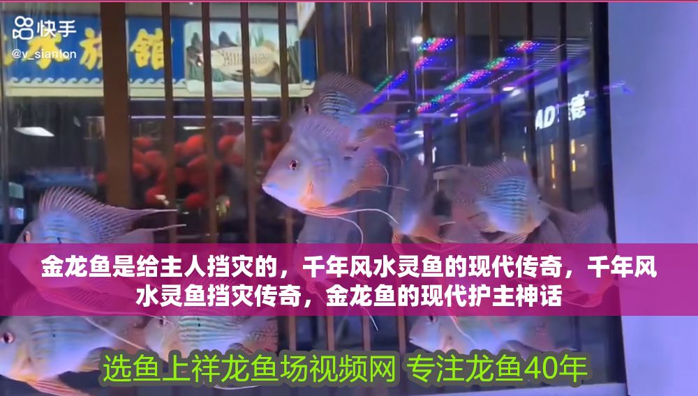 金龍魚是給主人擋災的，千年風水靈魚的現代傳奇，千年風水靈魚擋災傳奇，金龍魚的現代護主神話