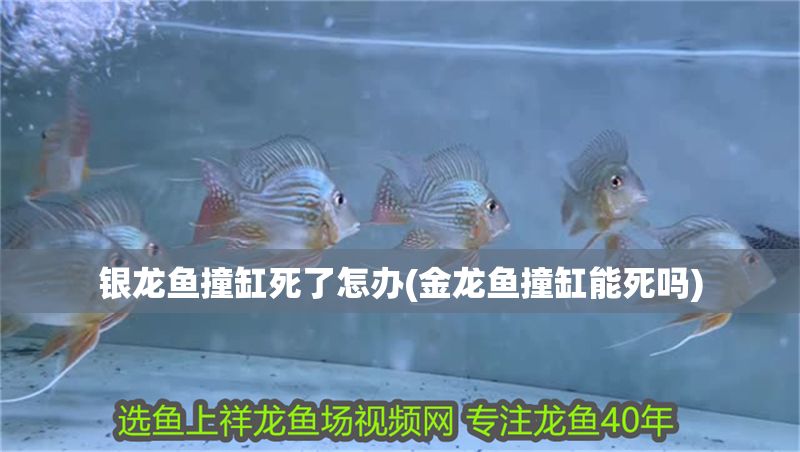 銀龍魚撞缸死了怎辦(金龍魚撞缸能死嗎)