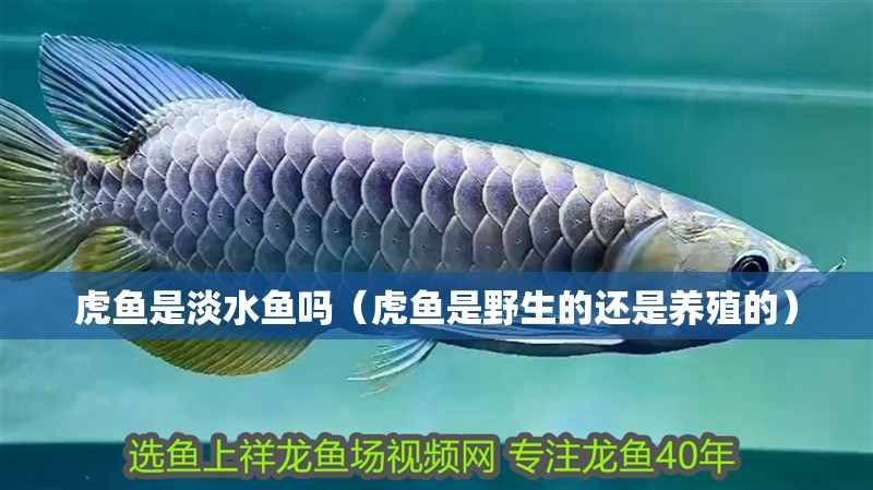 虎魚是淡水魚嗎（虎魚是野生的還是養殖的）